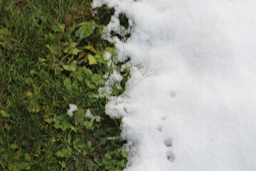 Half snow and half grass concept. Grass and snow contrast background
