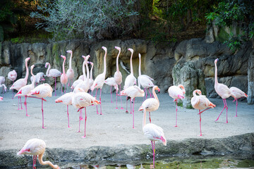 Pink flamingos in the wild 