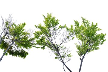 A tropical tree leaf with branches on white isolated background for green foliage backdrop 