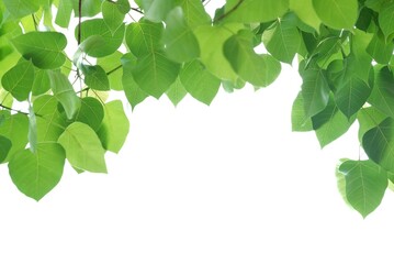 A Bodhi tree with leaf and branches on white isolated background for green foliage backdrop 