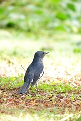 A single Oriental Magpie-robin bird standing in a park garden with blurred green nature background 