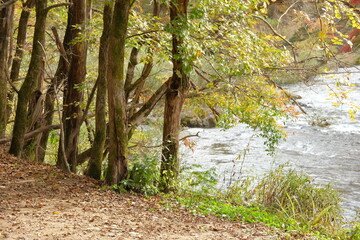 가을의 산과 나무가 어우러진 낙엽과 나뭇잎의 다채로운 색상이 어우러진 산책길과 냇가의 자연 환경 이미지