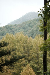 가을의 산과 나무가 어우러진 낙엽과 나뭇잎의 다채로운 색상이 어우러진 산책길과 냇가의 자연 환경 이미지