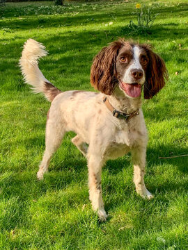 Playful Spaniel Dog Standing on a Green Lawn in Sunshine