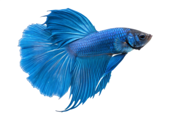 Blue Betta Fish, The Siamese fighting fish (Betta splendens) at transparent background