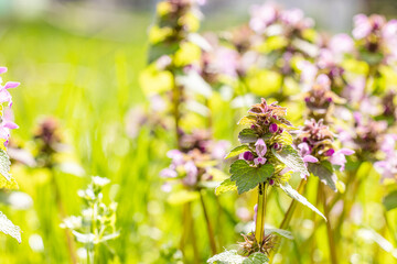 Purple dead-nettle flowers blooming in spring meadow
