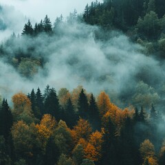 Clouds and fog among the forest in wet autumn day