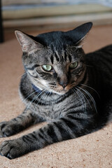 屋内でリラックスしているキジトラ猫