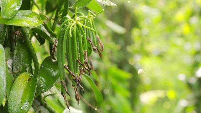 green vanilla beans or pods at different stages of growth after pollination on vine in plantation