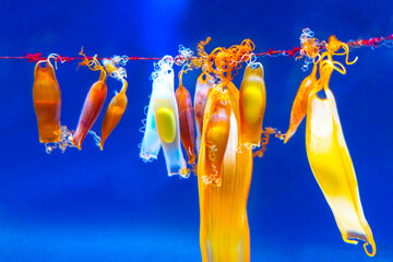 Shark egg cases also known as mermaid's purses, attached to a piece of seaweed or a similar...