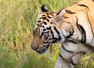 Head of a Bengal tiger.