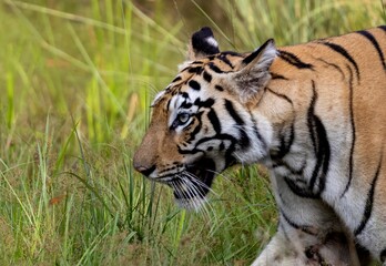 Portrait of a Bengal Tiger.