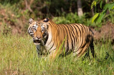 bengal tiger in the grass