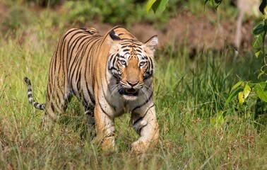 A big Royal Bengal Tiger is walking in the wild.