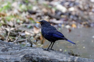 The Blue-winged thrush is searching for food.