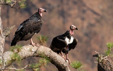 A photograph of a Red headed Vulture.