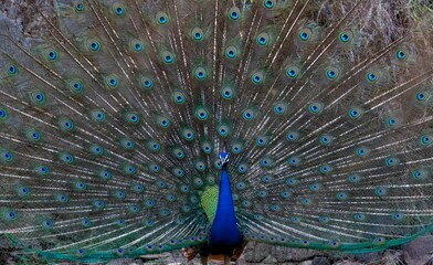 Obraz premium A close-up photograph of a Indian peafowl.