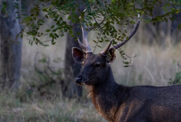 A beautiful portrait of a Sambar deer.