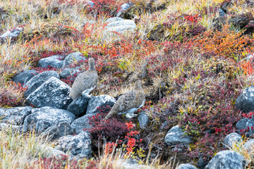 Hills and mountains on the Arctic Circle Trail which links Kangerlussuaq and Sisimiut, Greenland