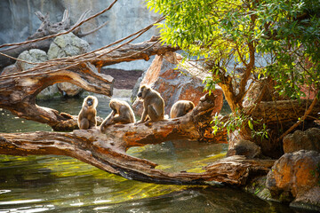 group of baboons 