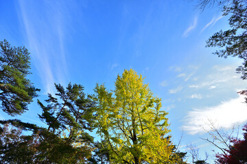 見上げる青空と紅葉の秋