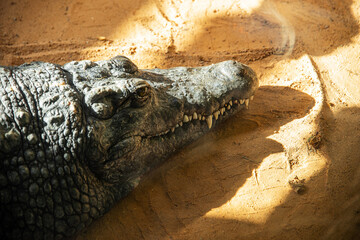 Fototapeta premium African crocodile