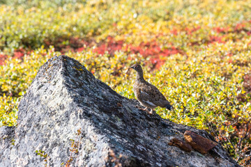 Hills and mountains on the Arctic Circle Trail which links Kangerlussuaq and Sisimiut, Greenland