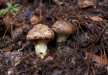 とれたてのマツタケ