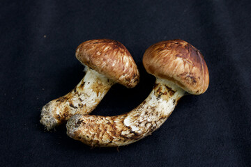 とれたてのマツタケ