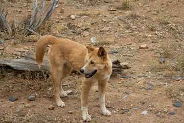 Dingo