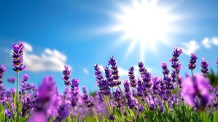 Fototapeta premium Vibrant Lavender Field Under Bright Blue Sky - Serene and Fragrant Natural Scenic Landscape