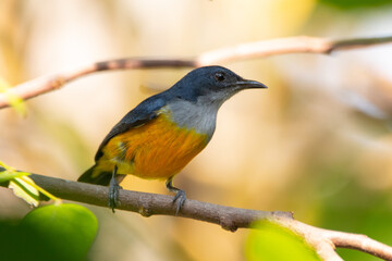 Fototapeta premium The orange-bellied flowerpecker (Dicaeum trigonostigma) is a species of bird in the family Dicaeidae