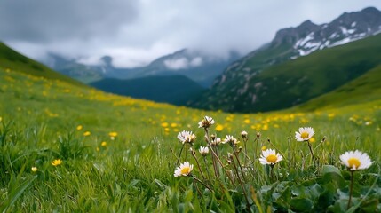 Captivating Mountain Meadow with Blooming Wildflowers and Snowy Peaks in the Distance