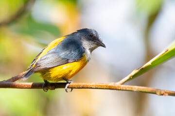 Fototapeta premium The orange-bellied flowerpecker (Dicaeum trigonostigma) is a species of bird in the family Dicaeidae