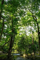 上賀茂神社の境内の風景