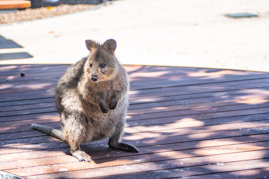Close up of a quokka 