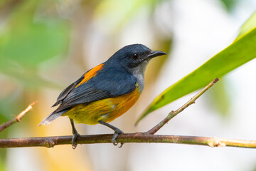 The orange-bellied flowerpecker (Dicaeum trigonostigma) is a species of bird in the family Dicaeidae