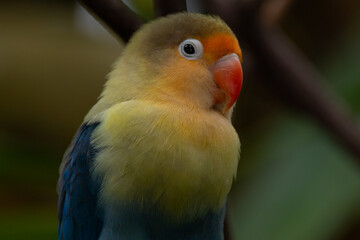 Fischer's lovebird (Agapornis fischeri) is a small parrot species of the genus Agapornis