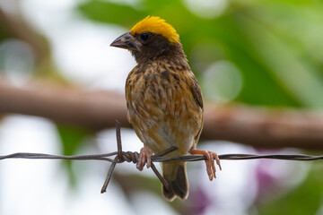 The Asian golden weaver (Ploceus hypoxanthus) is a species of bird in the family Ploceidae