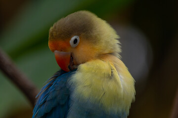 Fischer's lovebird (Agapornis fischeri) is a small parrot species of the genus Agapornis