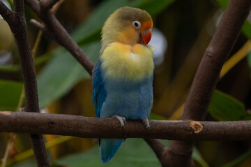 Obraz premium Fischer's lovebird (Agapornis fischeri) is a small parrot species of the genus Agapornis