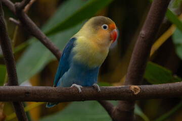 Fischer's lovebird (Agapornis fischeri) is a small parrot species of the genus Agapornis