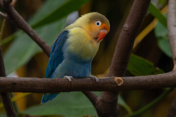 Fischer's lovebird (Agapornis fischeri) is a small parrot species of the genus Agapornis