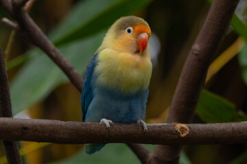 Fischer's lovebird (Agapornis fischeri) is a small parrot species of the genus Agapornis