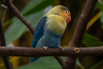 Obraz premium Fischer's lovebird (Agapornis fischeri) is a small parrot species of the genus Agapornis