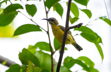The garden sunbird (Cinnyris jugularis), previously known as the olive-backed sunbird, is a species of passerine bird in the family Nectariniidae