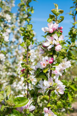 Malus sieversii Asiatischer Wildapfel Detail Blüte