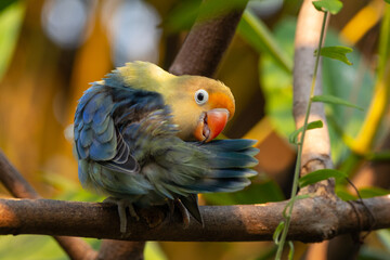 Fischer's lovebird (Agapornis fischeri) is a small parrot species of the genus Agapornis