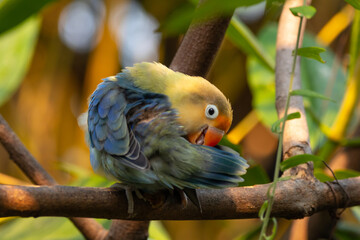 Fischer's lovebird (Agapornis fischeri) is a small parrot species of the genus Agapornis