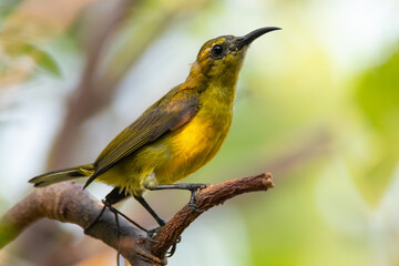 The garden sunbird (Cinnyris jugularis), previously known as the olive-backed sunbird, is a species of passerine bird in the family Nectariniidae